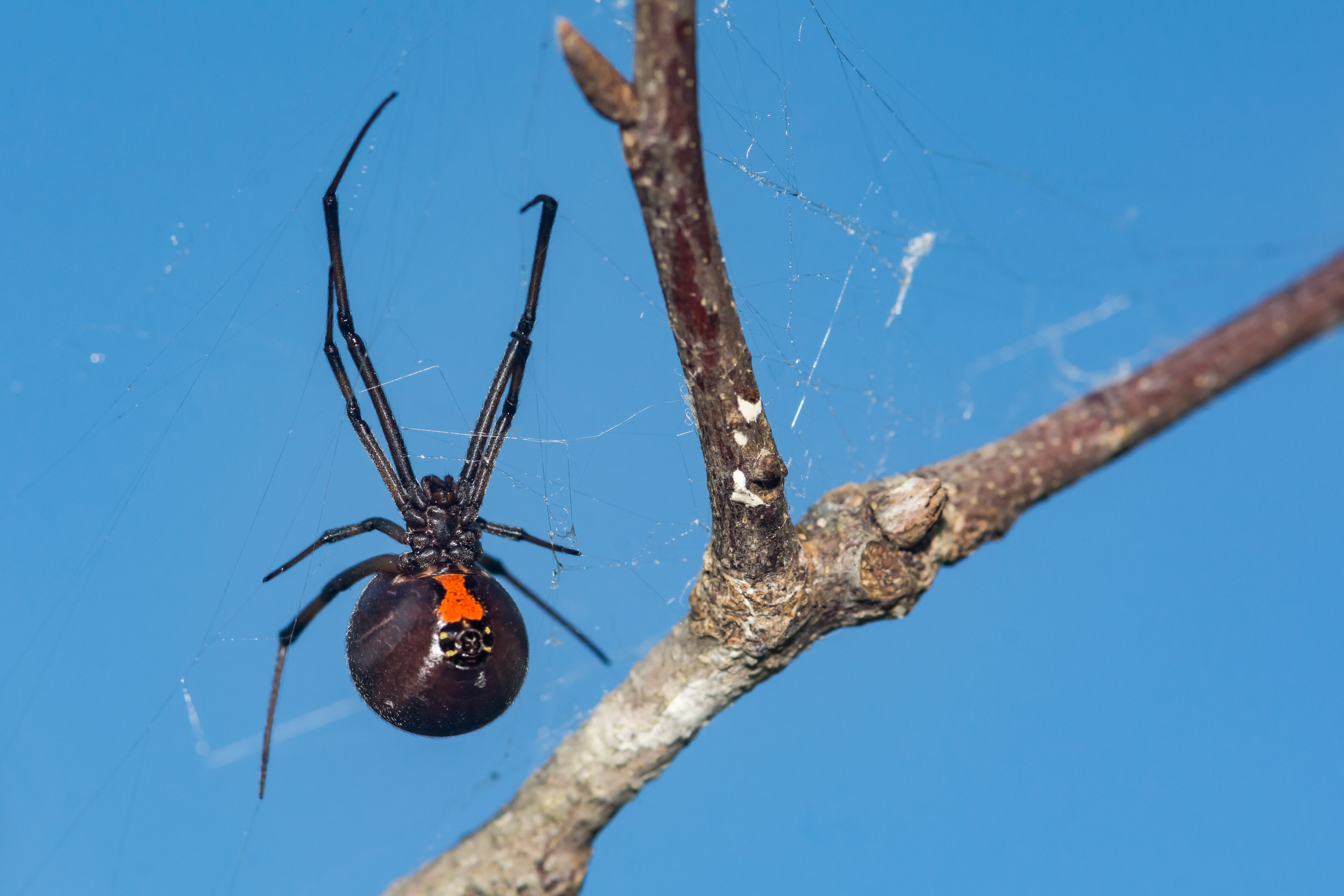 Новости Казахстана – МТРК «МИР»Энтомолог рассказал, чем опасны пауки  каракурты и что делать при укусе